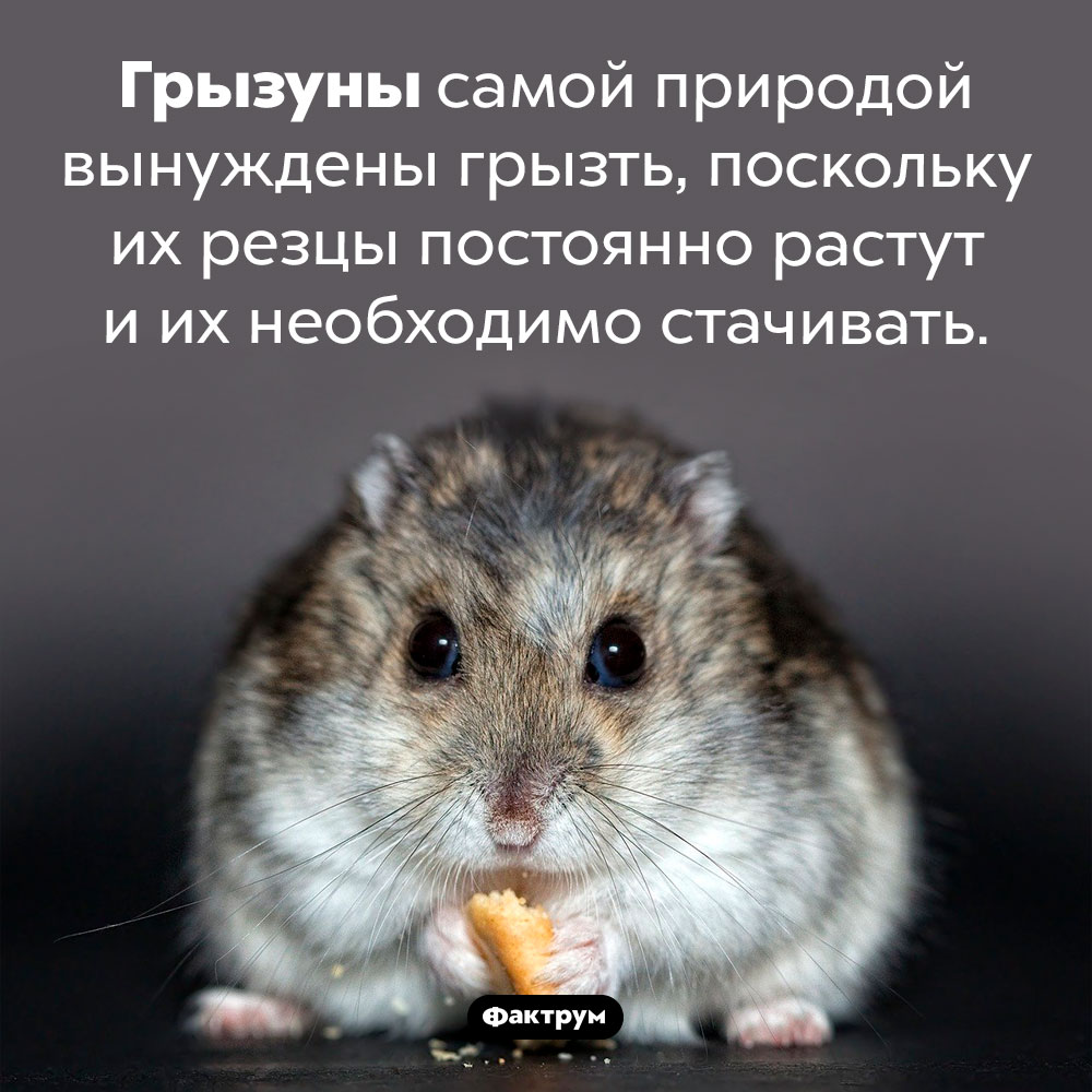 Грызуны вынуждены грызть. Грызуны самой природой вынуждены грызть, поскольку их резцы постоянно растут и их необходимо стачивать.