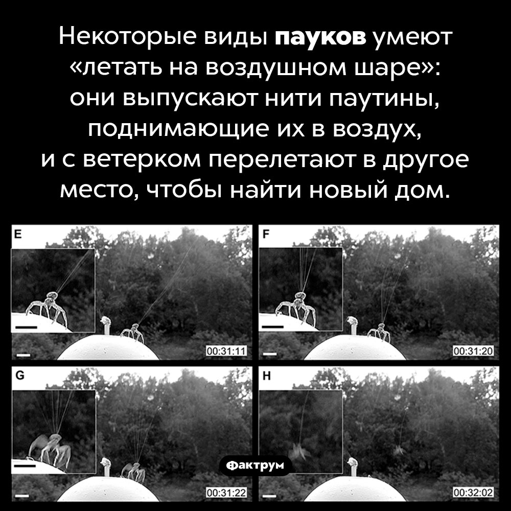 Как летают пауки. Некоторые виды пауков умеют «летать на воздушном шаре»: они выпускают нити паутины, поднимающие их в воздух, и с ветерком перелетают в другое место, чтобы найти новый дом.