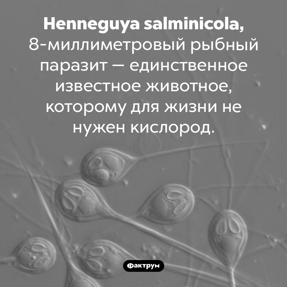 Животное, которому для жизни не нужен кислород. <em>Henneguya salminicola,</em> 8-миллиметровый рыбный паразит — единственное известное животное, которому для жизни не нужен кислород.