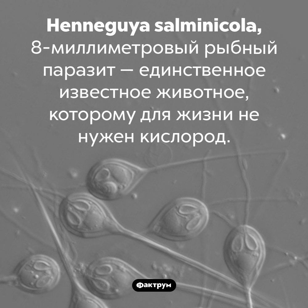 Животное, которому для жизни не нужен кислород. <em>Henneguya salminicola,</em> 8-миллиметровый рыбный паразит — единственное известное животное, которому для жизни не нужен кислород.