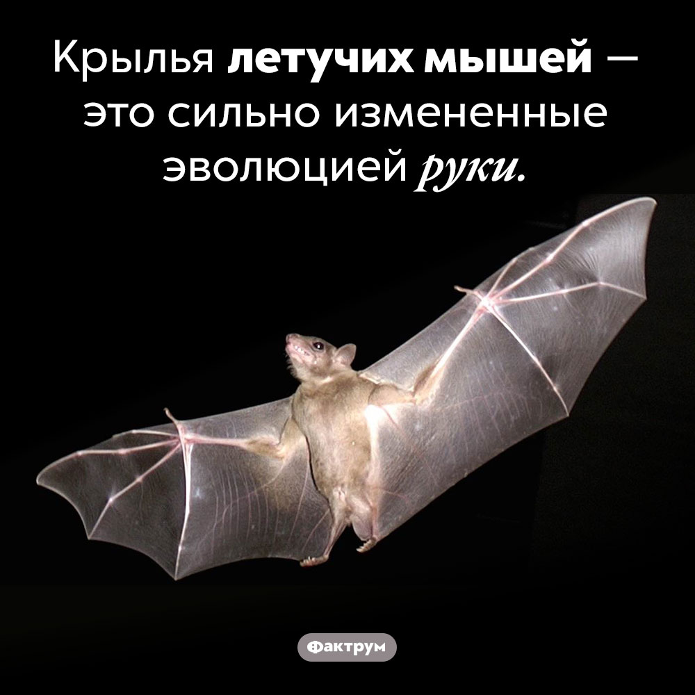 Крылья летучих мышей — это измененные руки. Крылья летучих мышей — это сильно измененные эволюцией руки.