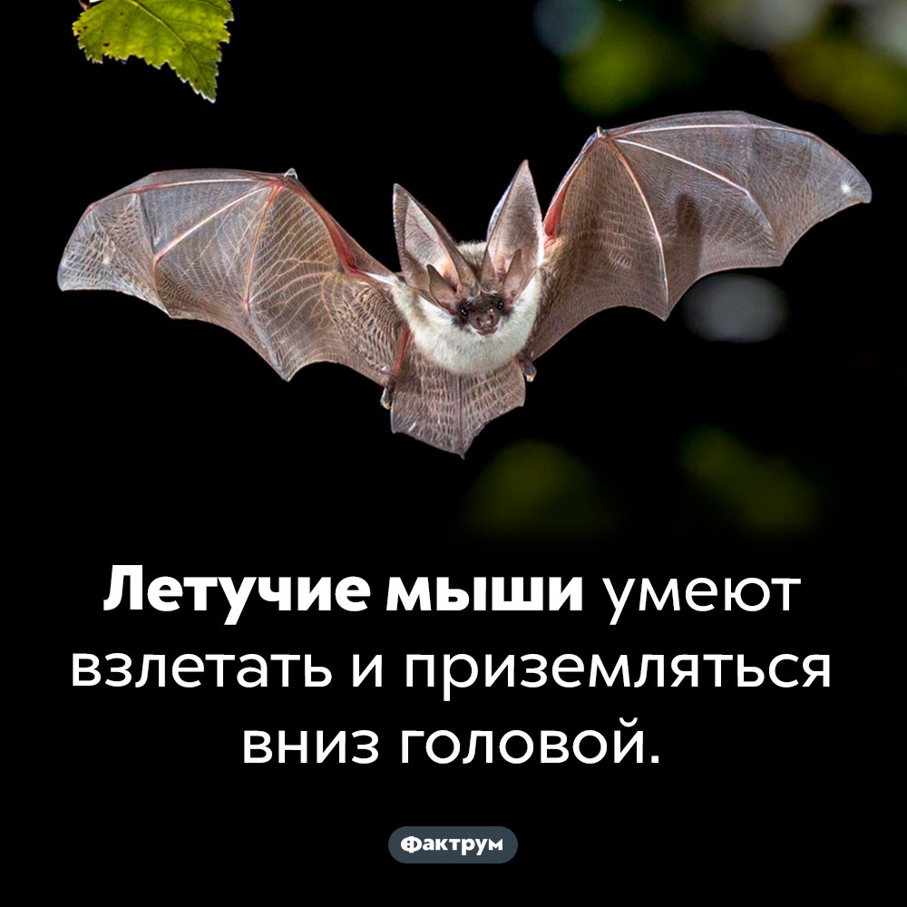 Летучие мыши умеют взлетать и приземляться вниз головой. 