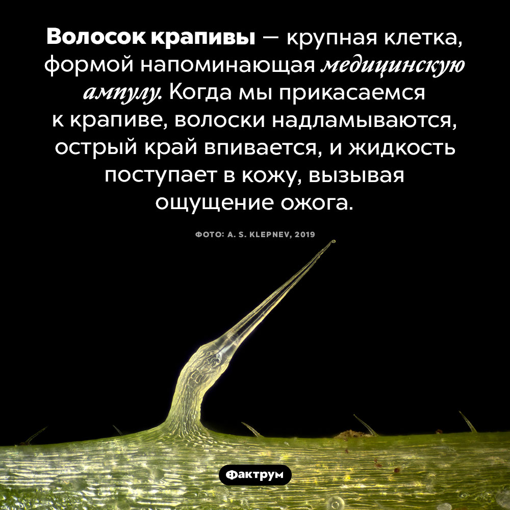 Строение волоска крапивы. Стрекательные клетки крапивы. Жгучие волоски. Волоски крапивы под микроскопом. Жгучий волосок крапивы под микроскопом.