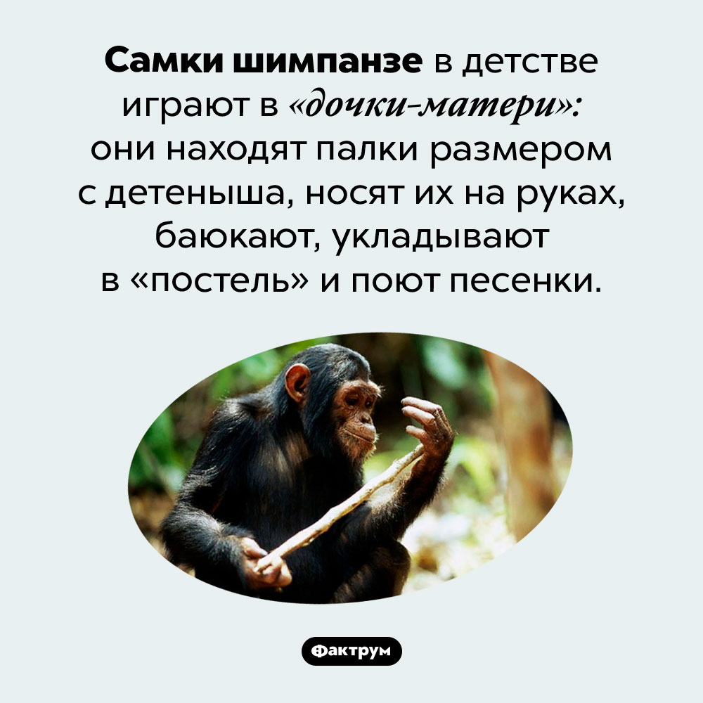 Шимпанзе играют в «дочки-матери». Самки шимпанзе в детстве играют в «дочки-матери»: они находят палки размером с детеныша, носят их на руках, баюкают, укладывают в «постель» и поют песенки.