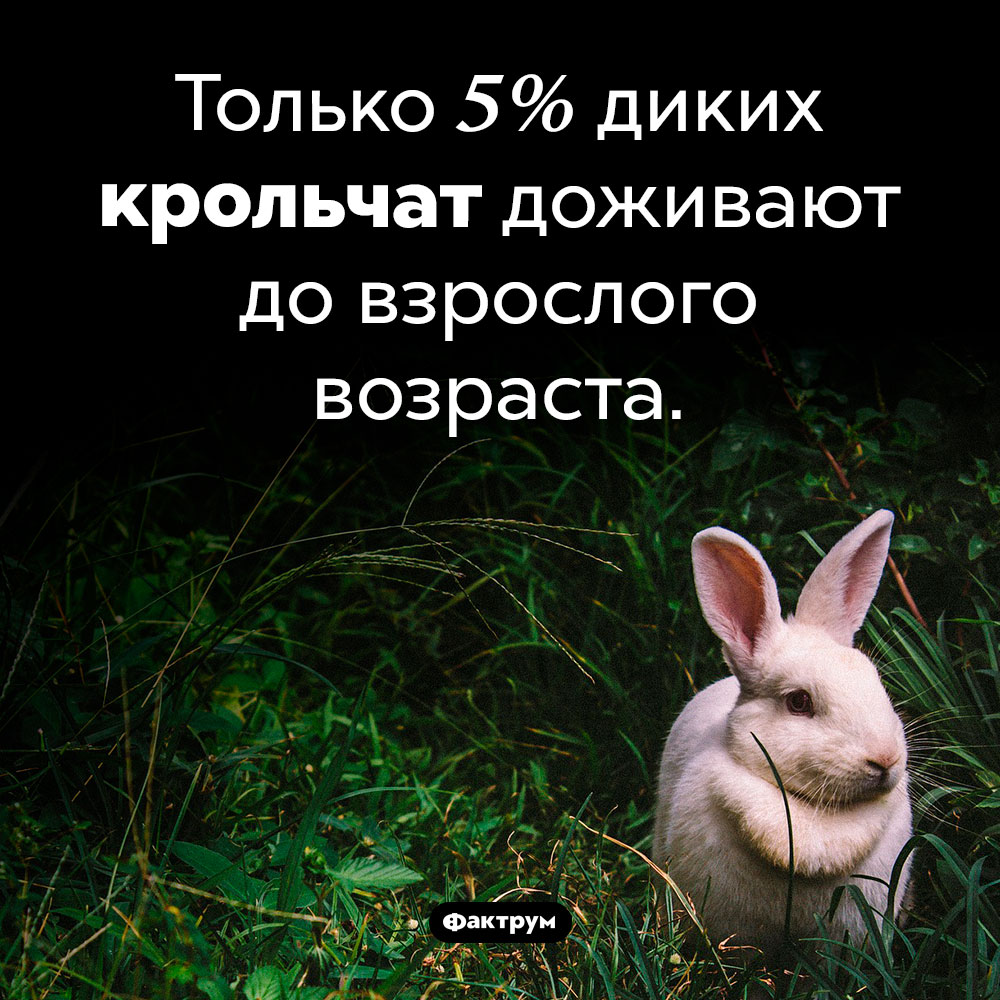 Почти все дикие крольчата погибают. Только 5% диких крольчат доживают до взрослого возраста.