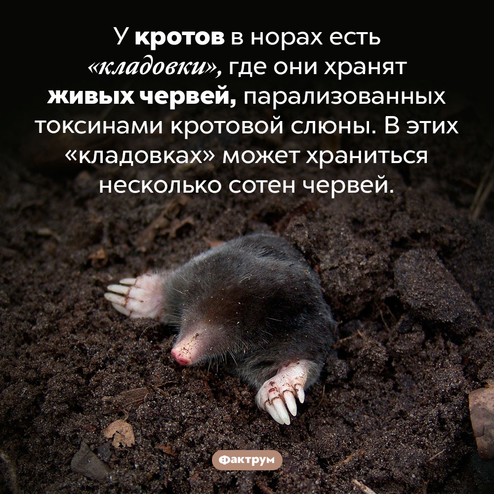Кладовки кротов. У кротов в норах есть «кладовки», где они хранят живых червей, парализованных токсинами кротовой слюны. В этих «кладовках» может храниться несколько сотен червей.