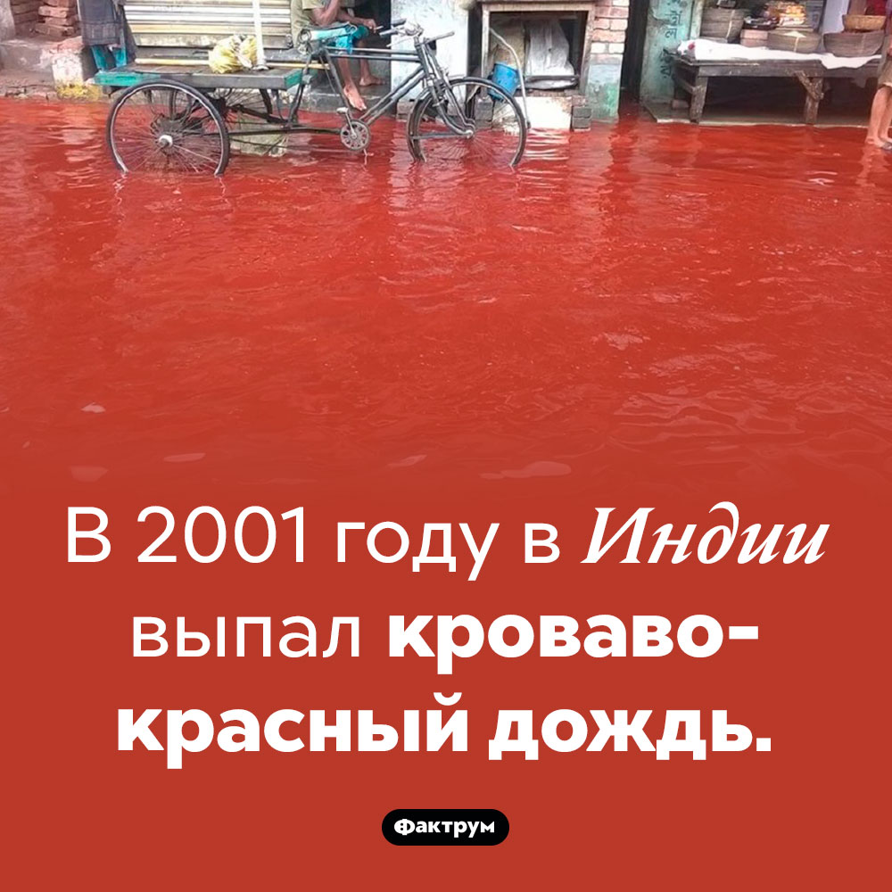 Кровавый индийский дождь. В 2001 году в Индии выпал кроваво-красный дождь.