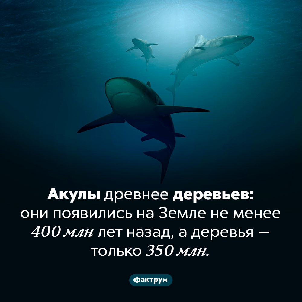 Акулы древнее деревьев. Акулы древнее деревьев: они появились на Земле не менее 400 млн лет назад, а деревья — только 350 млн.