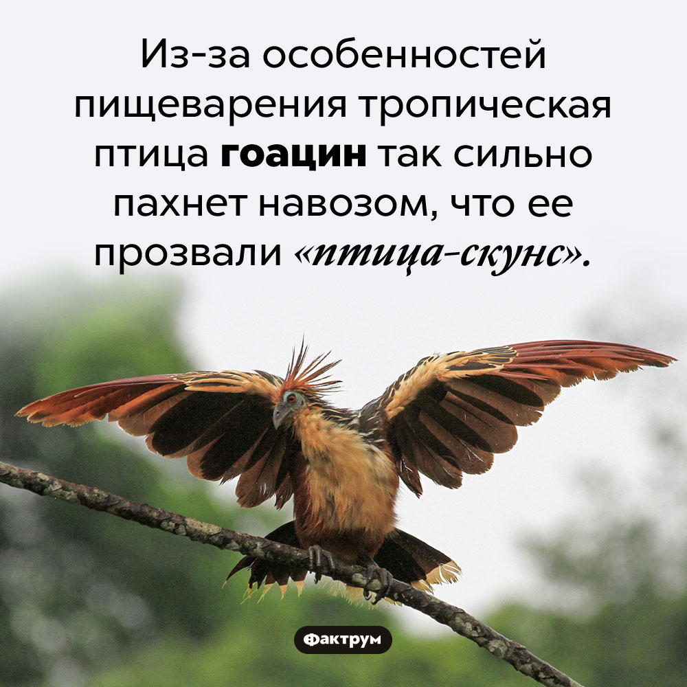 Птица, которую прозвали скунсом. Из-за особенностей пищеварения тропическая птица гоацин так сильно пахнет навозом, что ее прозвали «птица-скунс».