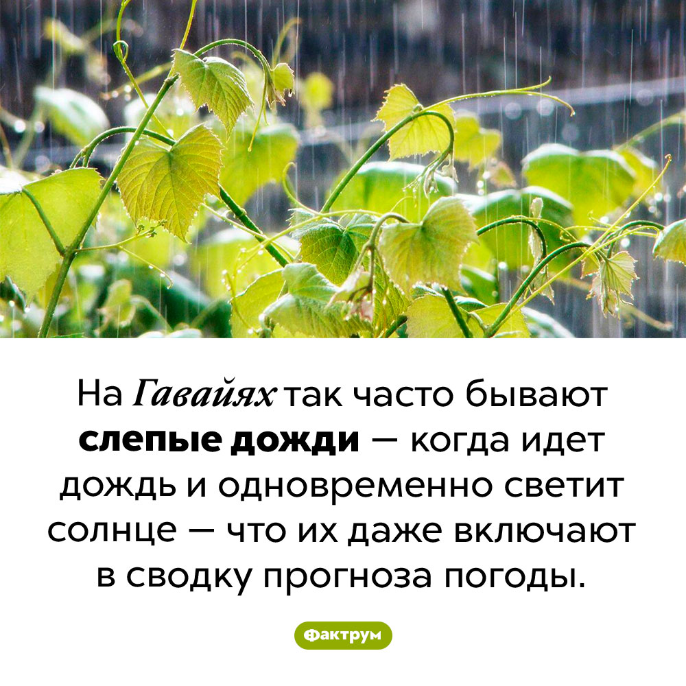 Слепые дожди — обычное дело на Гавайях. На Гавайях так часто бывают слепые дожди — когда идет дождь и одновременно светит солнце — что их даже включают в сводку прогноза погоды.