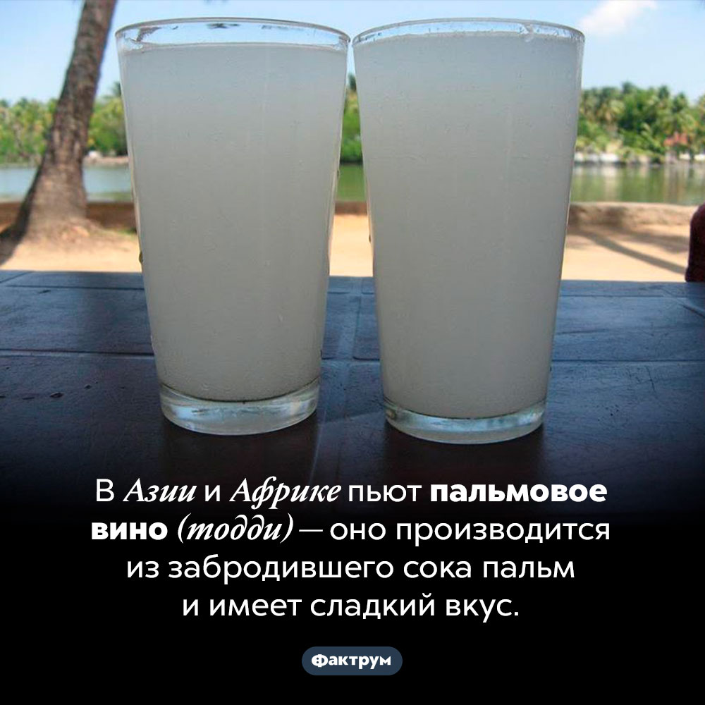 Какое вино популярно в Азии и Африке. В Азии и Африке пьют пальмовое вино (тодди) — оно производится из забродившего сока пальм и имеет сладкий вкус.