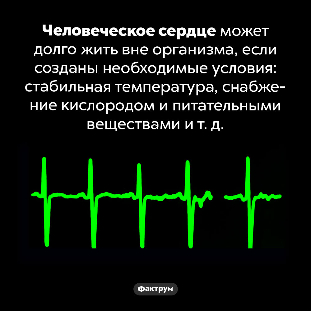 Человеческое сердце может долго жить вне организма. Человеческое сердце может долго жить вне организма, если созданы необходимые условия: стабильная температура, снабжение кислородом и питательными веществами и т. д.