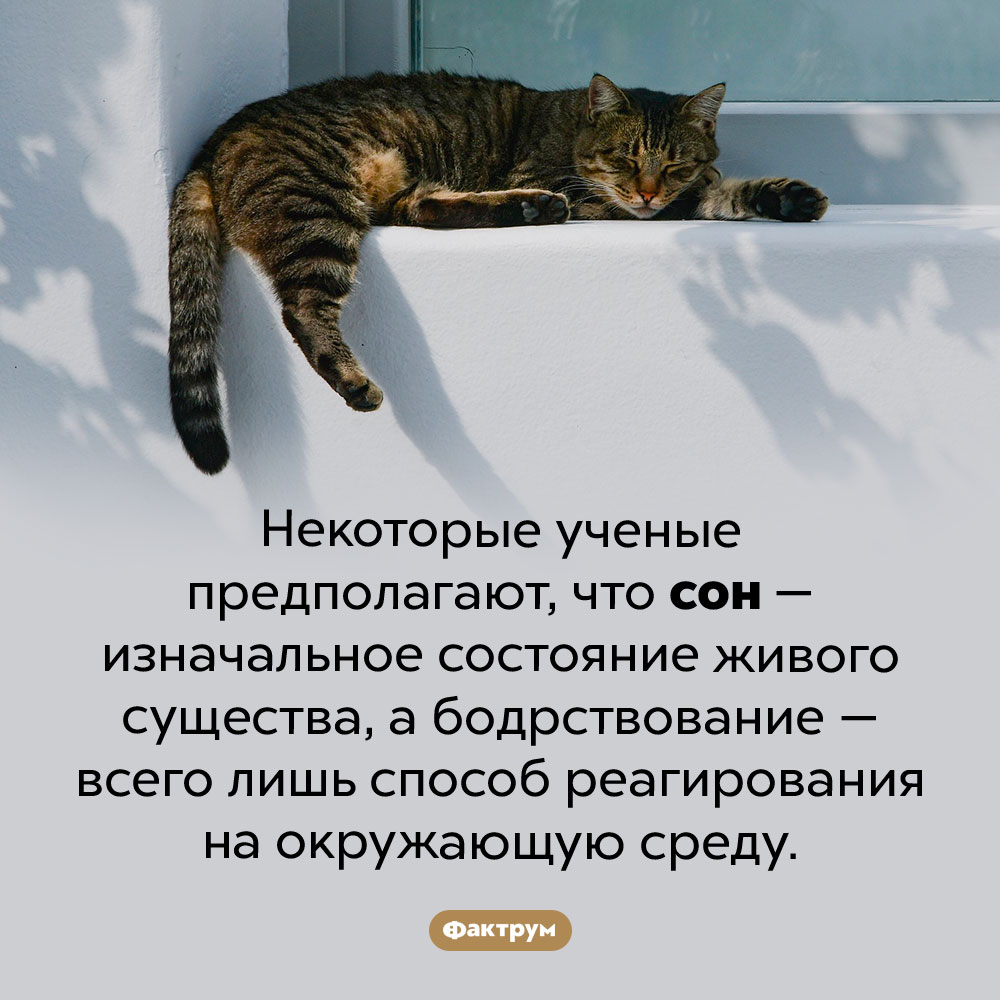 Вначале был сон. Некоторые ученые предполагают, что сон — изначальное состояние живого существа, а бодрствование — всего лишь способ реагирования на окружающую среду.