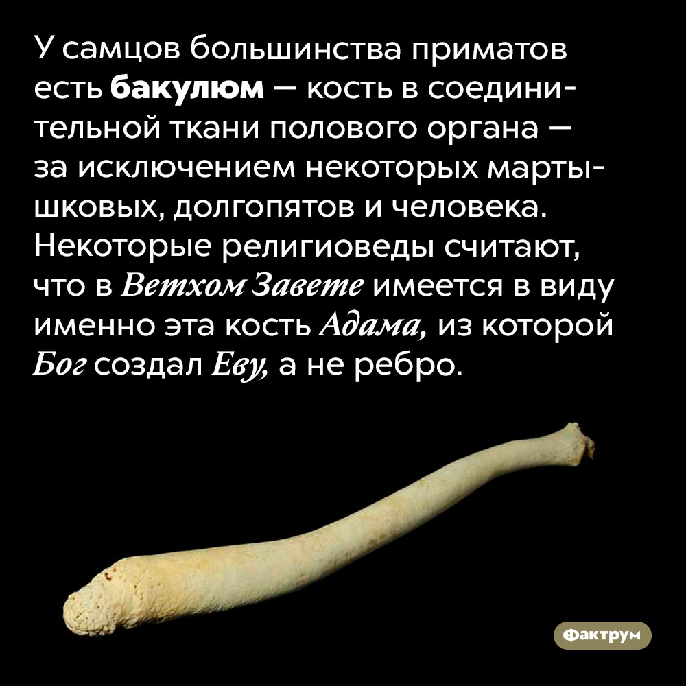 Что такое «бакулюм». У самцов большинства приматов есть бакулюм — кость в соединительной ткани полового органа — за исключением некоторых мартышковых, долгопятов и человека. Некоторые религиоведы считают, что в Ветхом Завете имеется в виду именно эта кость Адама, из которой Бог создал Еву, а не ребро.