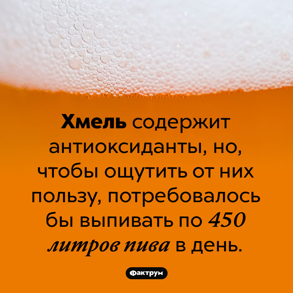 Пиво полезно только гипотетически. Хмель содержит антиоксиданты, но, чтобы ощутить от них пользу, потребовалось бы выпивать по 450 литров пива в день.