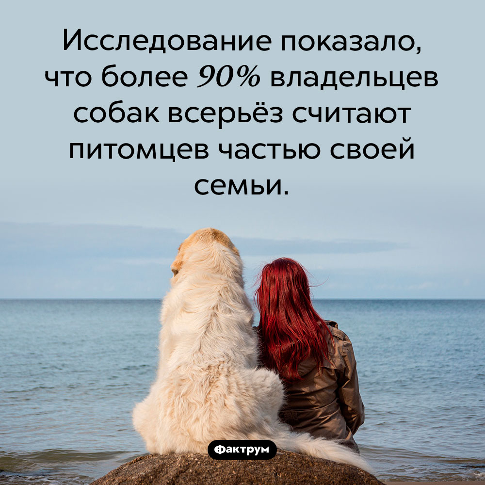 Владельцы собак относятся к ним как к родным. Исследование показало, что более 90% владельцев собак всерьёз считают питомцев частью своей семьи.