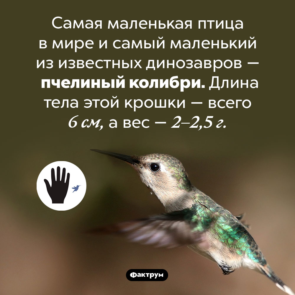 Самый маленький из известных динозавров. Самая маленькая птица в мире и самый маленький из известных динозавров — пчелиный колибри. Длина тела этой крошки — всего 6 см, а вес — 2–2,5 г.