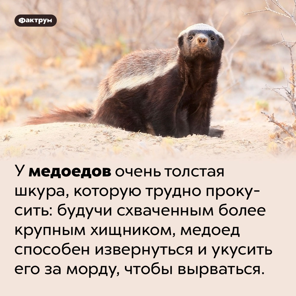 Будь как медоед картинка