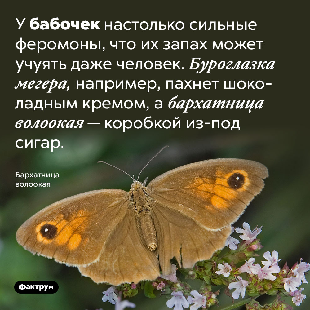 Чем пахнут бабочки. У бабочек настолько сильные феромоны, что их запах может учуять даже человек. Буроглазка мегера, например, пахнет шоколадным кремом, а бархатница волоокая — коробкой из-под сигар.