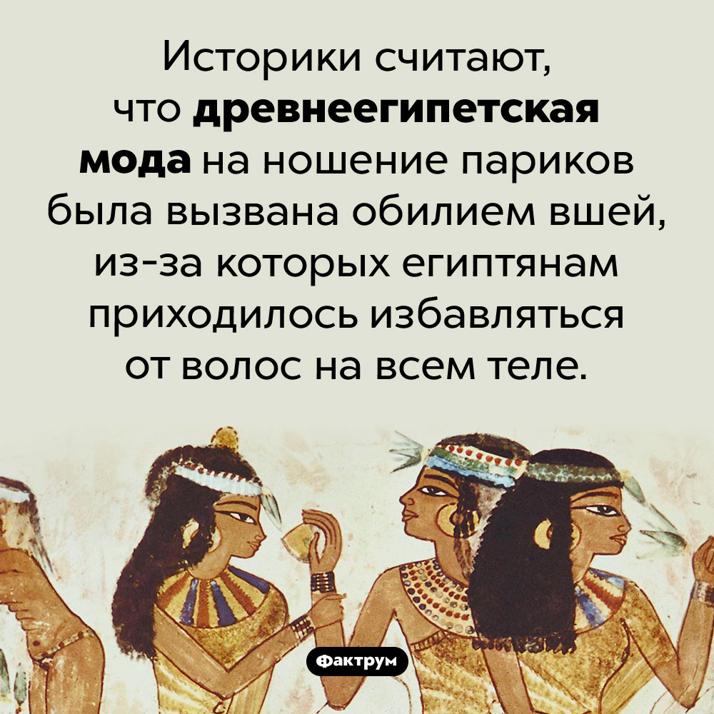 Древние египтяне носили парики из-за вшей. Историки считают, что древнеегипетская мода на ношение париков была вызвана обилием вшей, из-за которых египтянам приходилось избавляться от волос на всем теле.