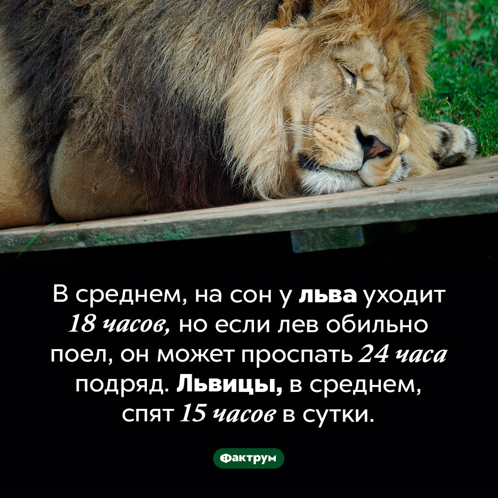 Сытый лев может проспать 24 часа подряд. В среднем, на сон у льва уходит 18 часов, но если лев обильно поел, он может проспать 24 часа подряд. Львицы, в среднем, спят 15 часов в сутки.
