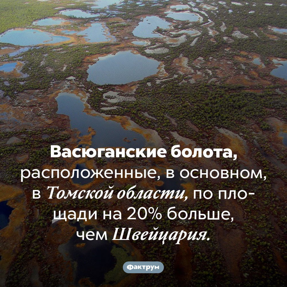 Васюганские болота больше Швейцарии. Васюганские болота, расположенные, в основном, в Томской области, по площади на 20% больше, чем Швейцария.