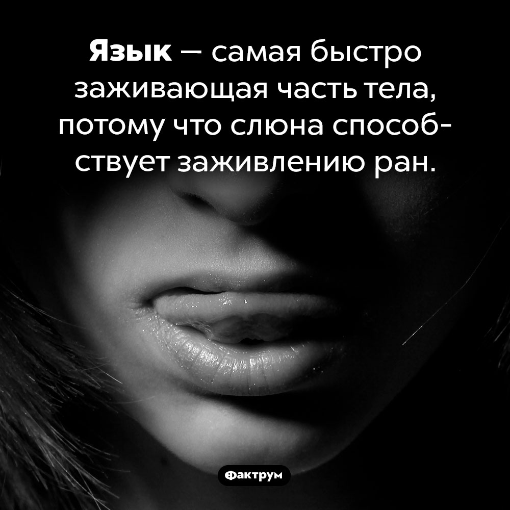 Язык — самая быстро заживающая часть тела. Язык — самая быстро заживающая часть тела, потому что слюна способствует заживлению ран.