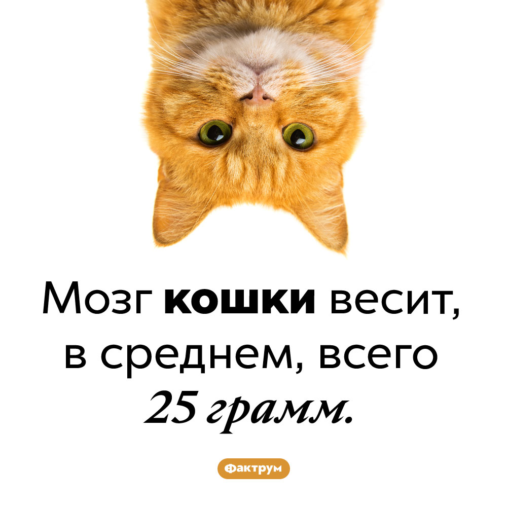 У кошек очень маленький мозг. Мозг кошки весит, в среднем, всего 25 грамм.