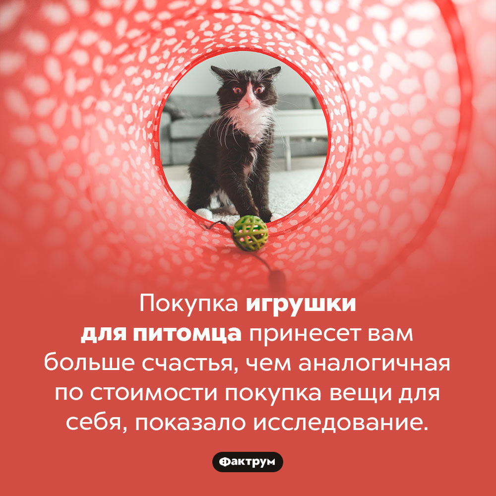 Купите питомцу игрушку!. Покупка игрушки для питомца принесет вам больше счастья, чем аналогичная по стоимости покупка вещи для себя, показало исследование.