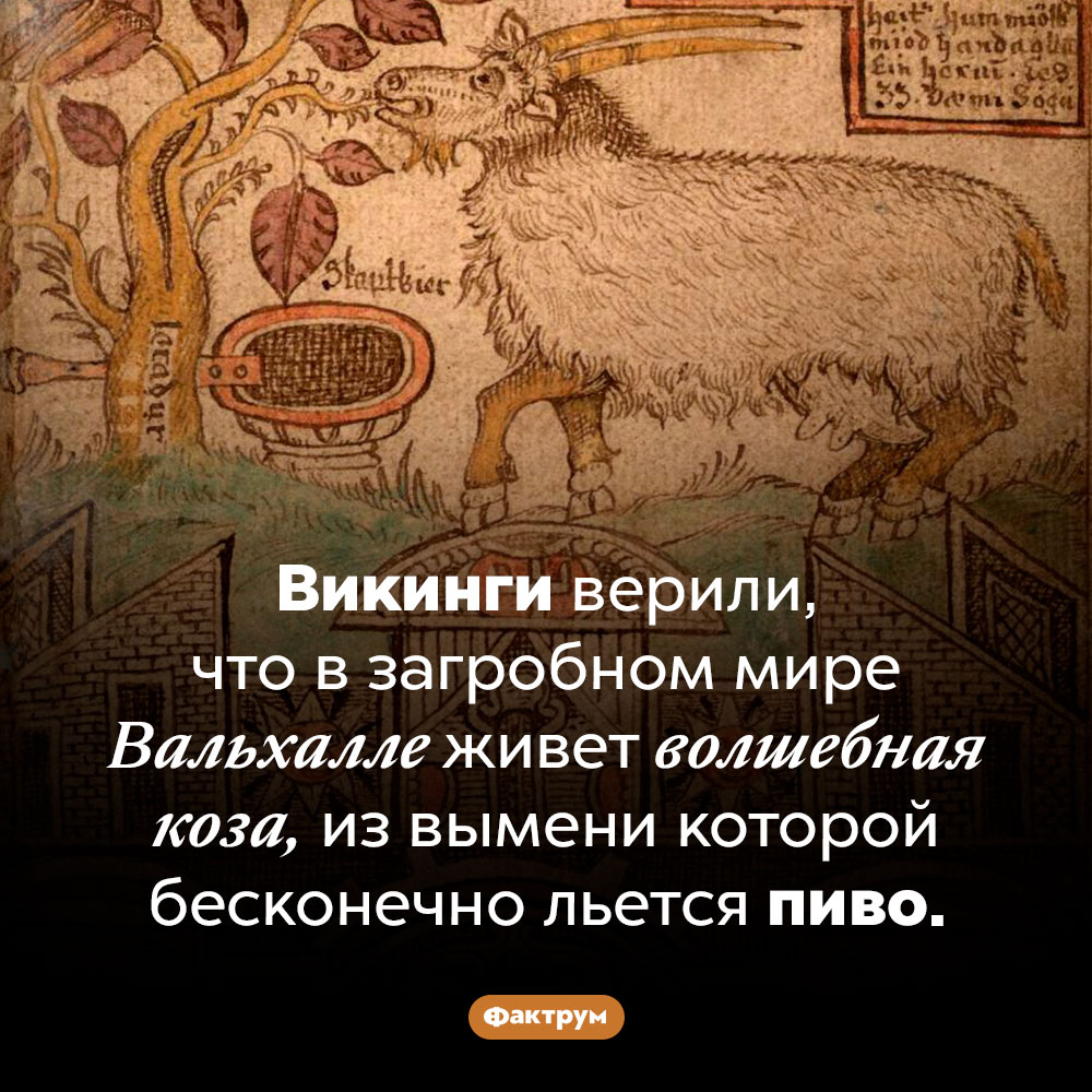 Пивная коза Вальхаллы. Викинги верили, что в загробном мире Вальхалле живет волшебная коза, из вымени которой бесконечно льется пиво.