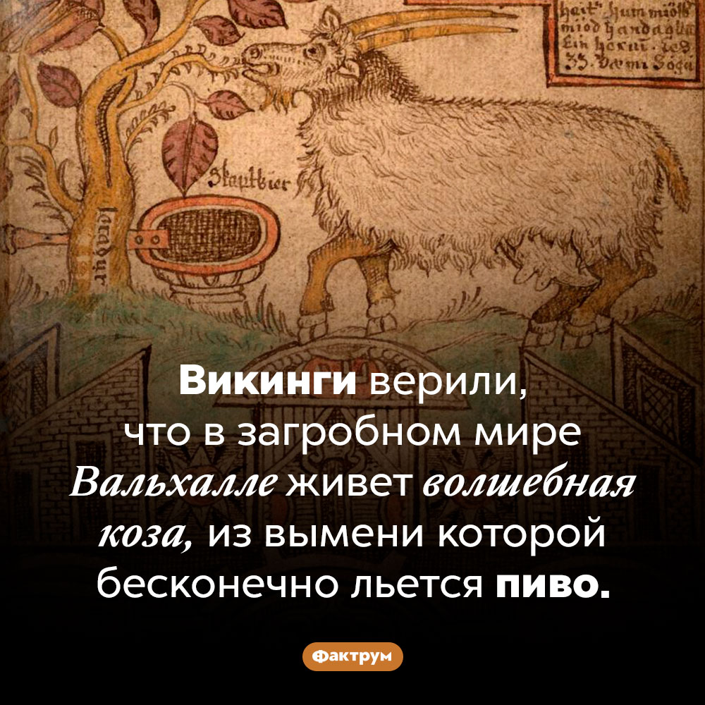 Пивная коза Вальхаллы. Викинги верили, что в загробном мире Вальхалле живет волшебная коза, из вымени которой бесконечно льется пиво.