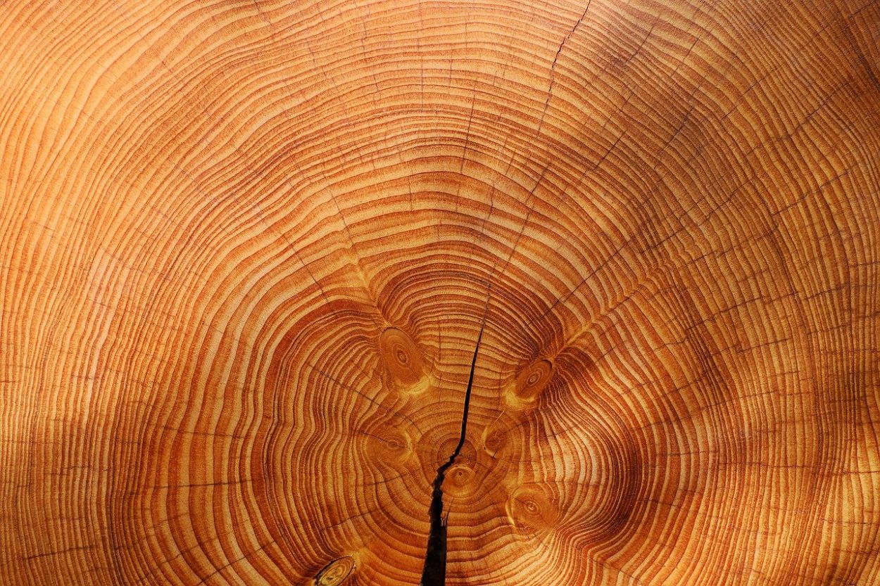Существуют ли сибирские кедры? 10 интересных фактов о деревьях