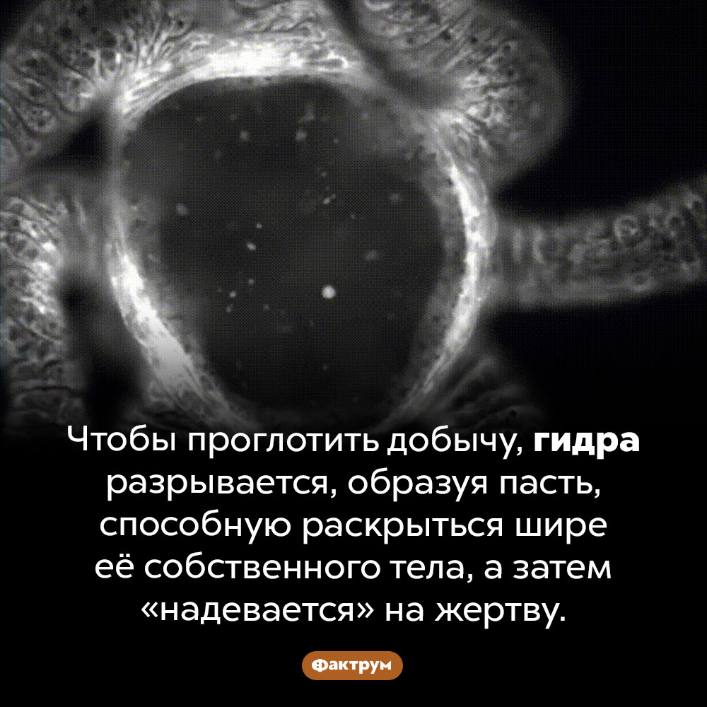 Пасть гидры. Чтобы проглотить добычу, гидра разрывается, образуя пасть, способную раскрыться шире её собственного тела, а затем «надевается» на жертву.