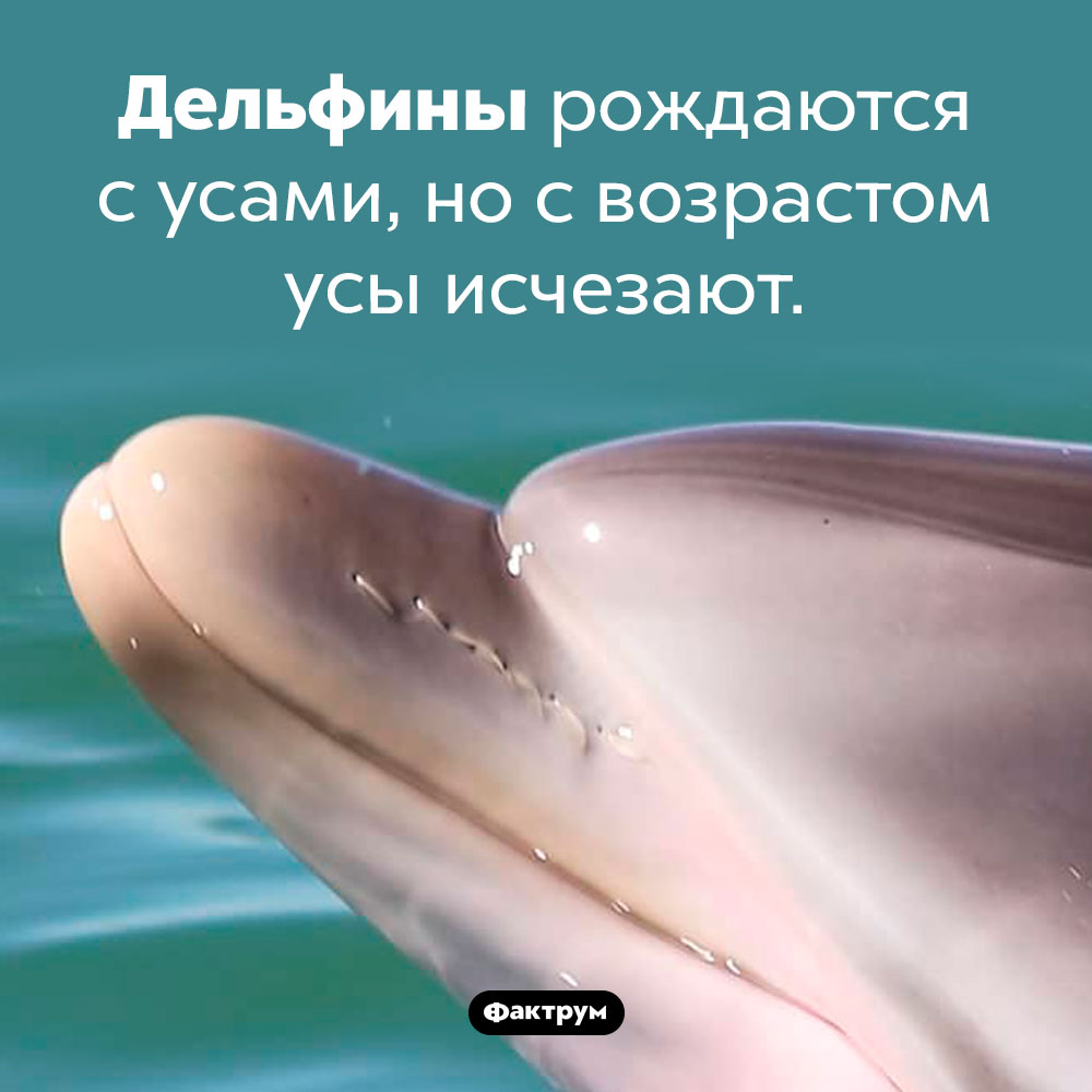 Усатые дельфины. Дельфины рождаются с усами, но с возрастом усы исчезают. 