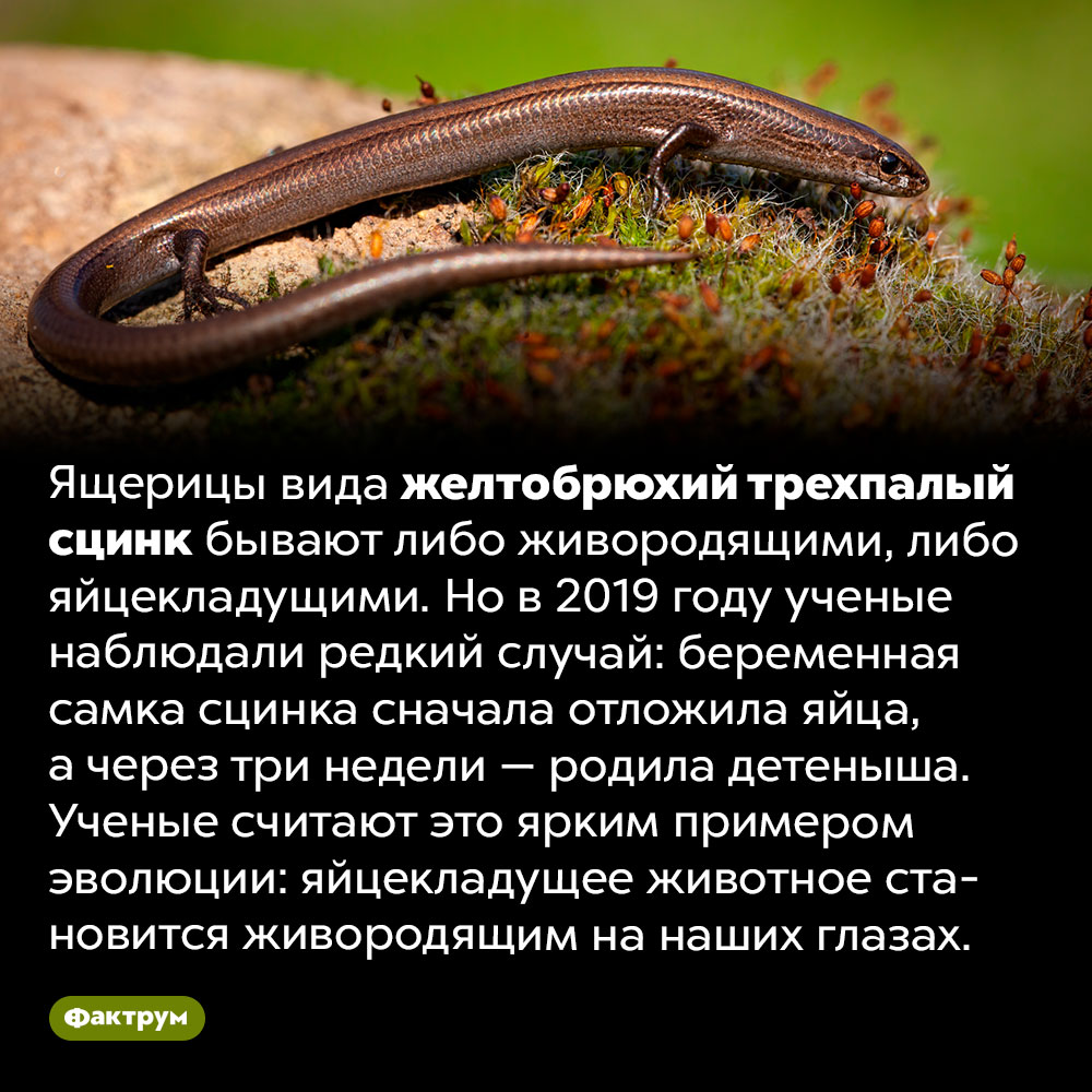 Ящерица, которая отложила яйца, а потом ещё и родила детеныша. Ящерицы вида желтобрюхий трехпалый сцинк бывают либо живородящими, либо яйцекладущими. Но в 2019 году ученые наблюдали редкий случай: беременная самка сцинка сначала отложила яйца, а через три недели — родила детеныша. Ученые считают это ярким примером эволюции: яйцекладущее животное становится живородящим на наших глазах.