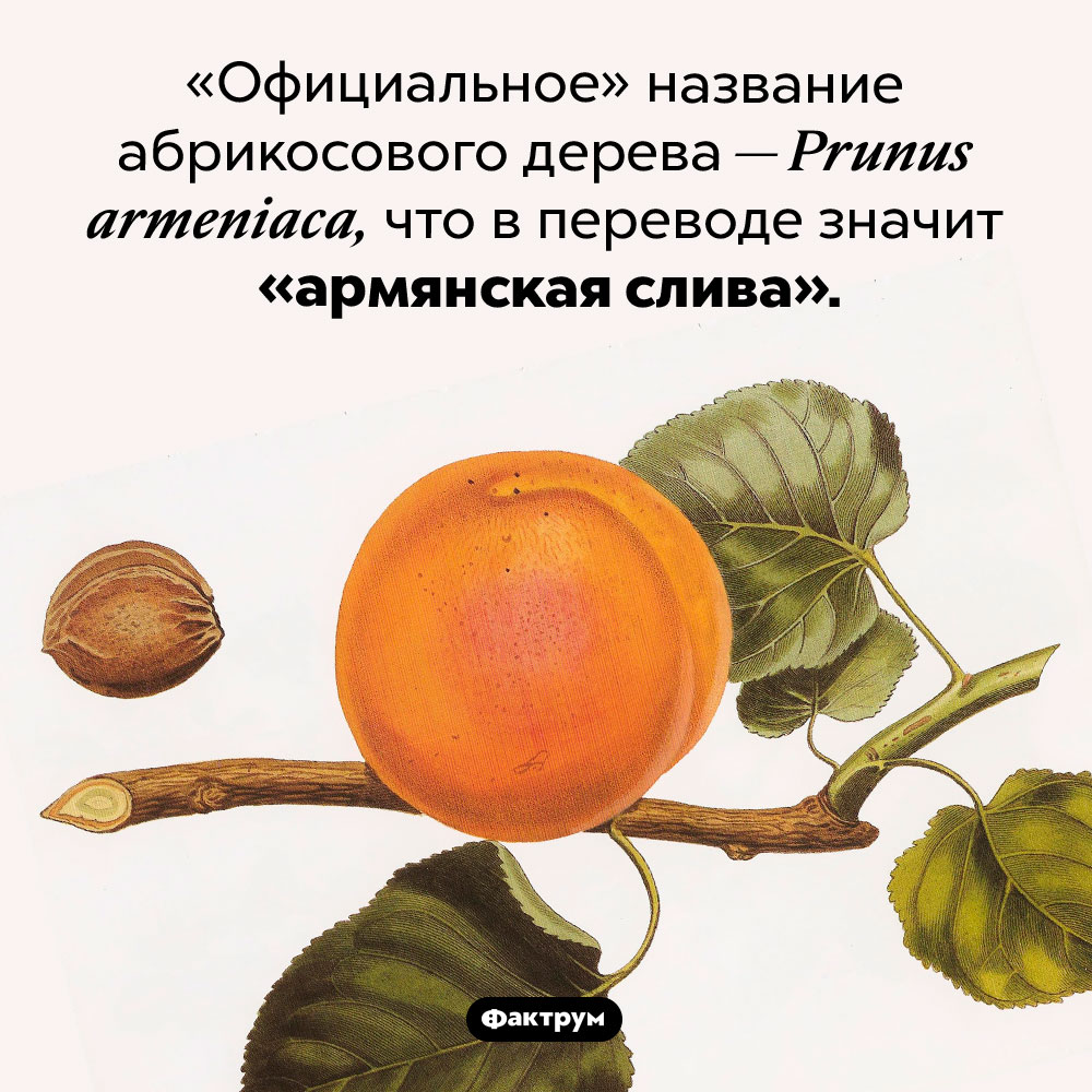 Армянская слива. «Официальное» название абрикосового дерева — Prunus armeniaca, что в переводе значит «армянская слива».