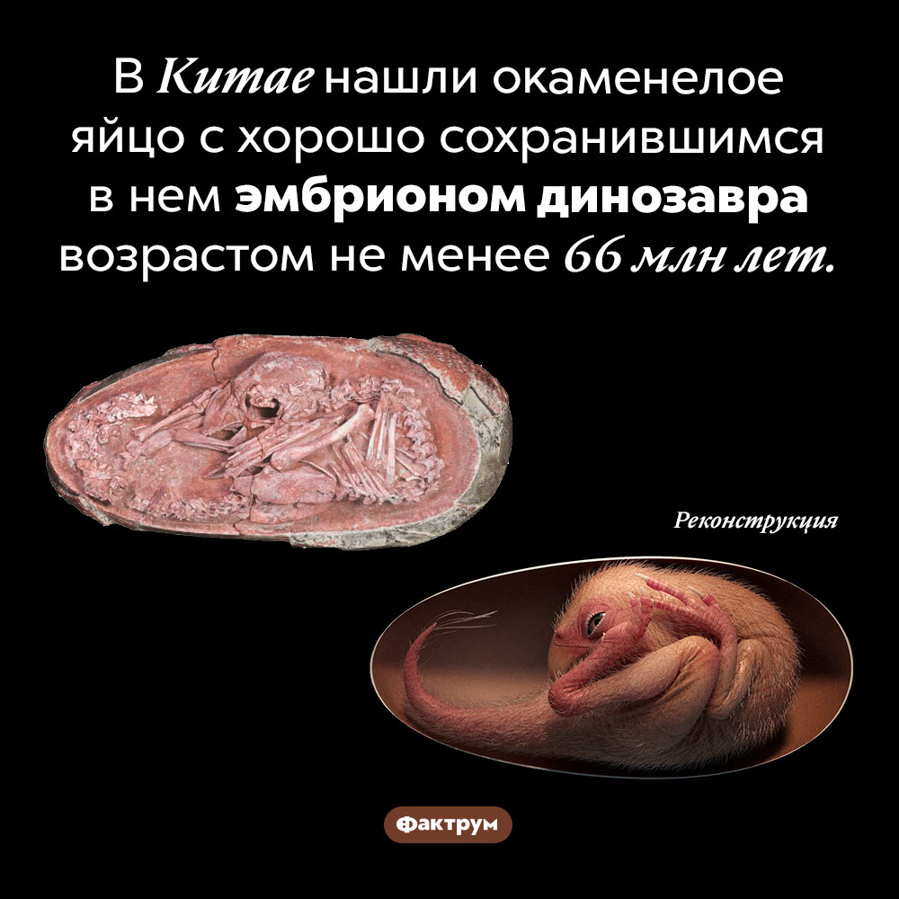 Яйцо динозавра с эмбрионом внутри. В Китае нашли окаменелое яйцо с хорошо сохранившимся в нем эмбрионом динозавра возрастом не менее 66 млн лет.