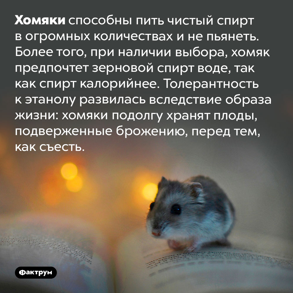 Хомяков чистый спирт не пьянит. Хомяки способны пить чистый спирт в огромных количествах и не пьянеть. Более того, при наличии выбора, хомяк предпочтет зерновой спирт воде, так как спирт калорийнее. Толерантность к этанолу развилась вследствие образа жизни: хомяки подолгу хранят плоды, подверженные брожению, перед тем, как съесть.