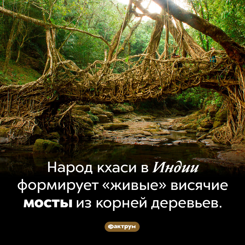 Живые мосты. Народ кхаси в Индии формирует «живые» висячие мосты из корней деревьев.