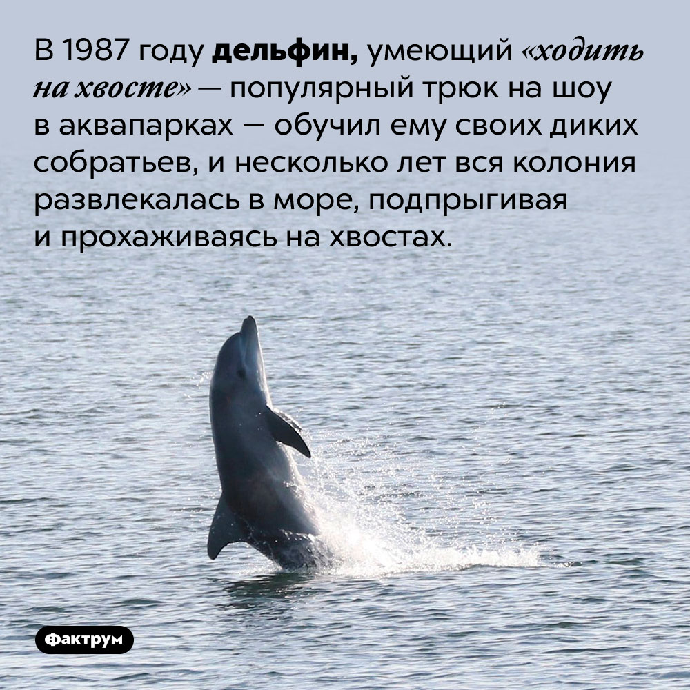 Дельфин может научить других дельфинов цирковым трюкам. В 1987 году дельфин, умеющий «ходить на хвосте» — популярный трюк на шоу в аквапарках — обучил ему своих диких собратьев, и несколько лет вся колония развлекалась в море, подпрыгивая и прохаживаясь на хвостах.