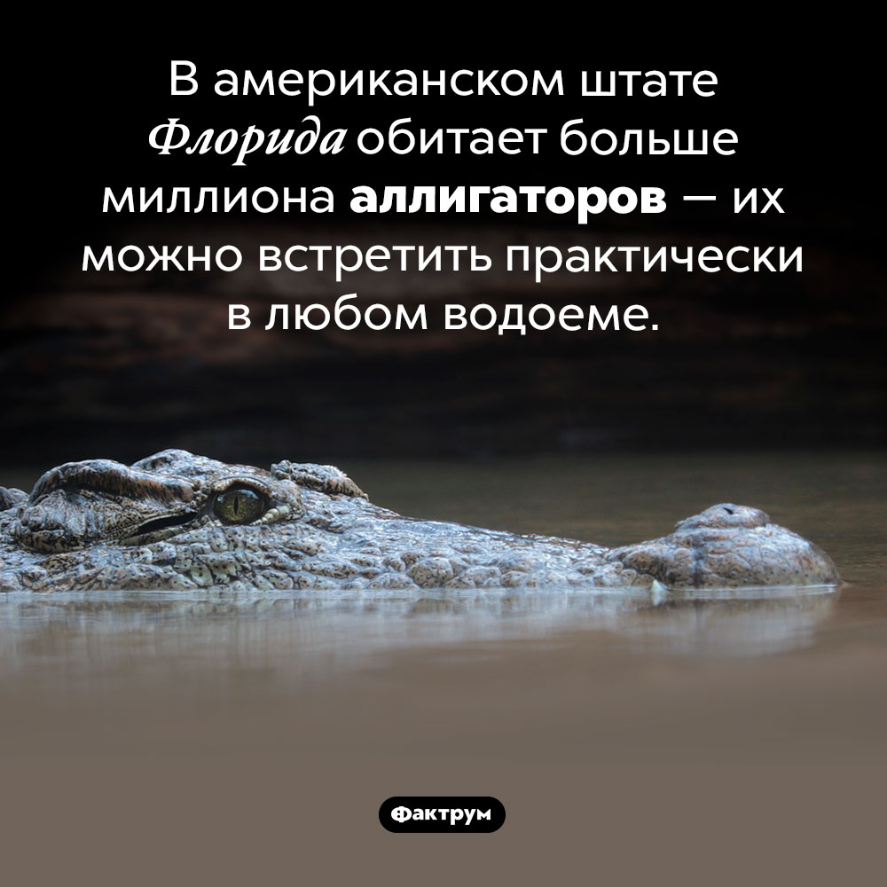 Где обитает миллион аллигаторов. В американском штате Флорида обитает больше миллиона аллигаторов — их можно встретить практически в любом водоеме.