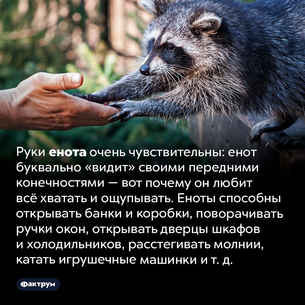 Зачем еноты всё хватают и щупают. Руки енота очень чувствительны: енот буквально «видит» своими передними конечностями — вот почему он любит всё хватать и ощупывать. Еноты способны открывать банки и коробки, поворачивать ручки окон, открывать дверцы шкафов и холодильников, расстегивать молнии, катать игрушечные машинки и т. д.