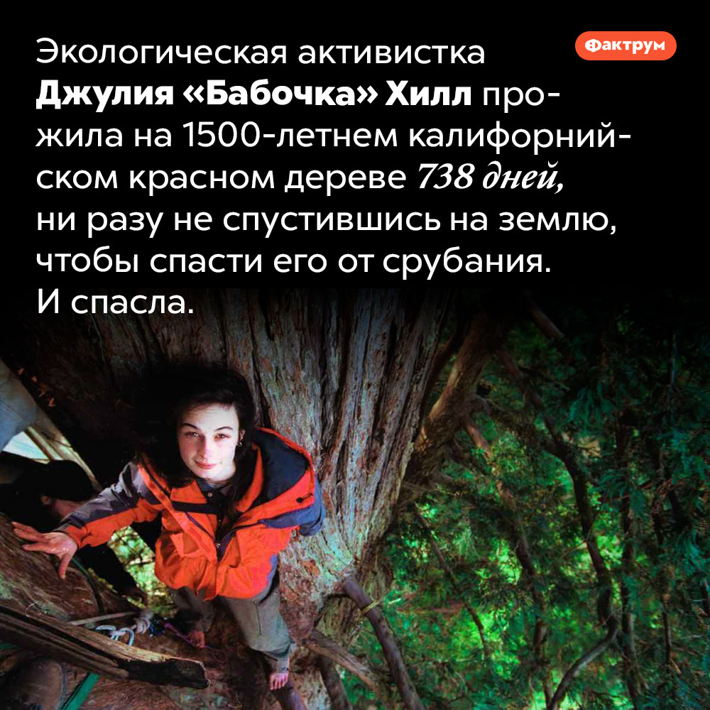738 дней жизни на дереве. Экологическая активистка Джулия «Бабочка» Хилл прожила на 1500-летнем калифорнийском красном дереве 738 дней, ни разу не спустившись на землю, чтобы спасти его от срубания. И спасла.