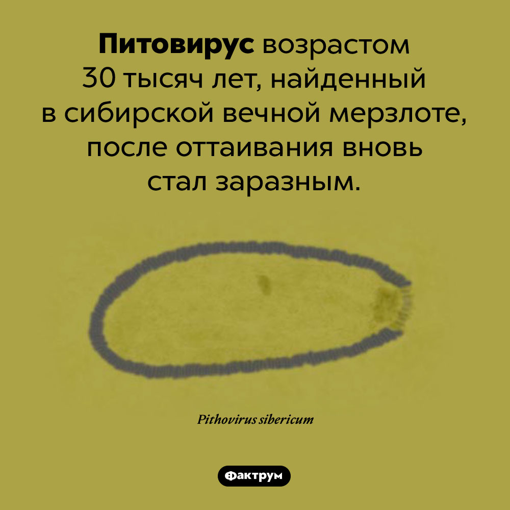 Неубиваемый вирус. Питовирус возрастом 30 тысяч лет, найденный в сибирской вечной мерзлоте, после оттаивания вновь стал заразным.