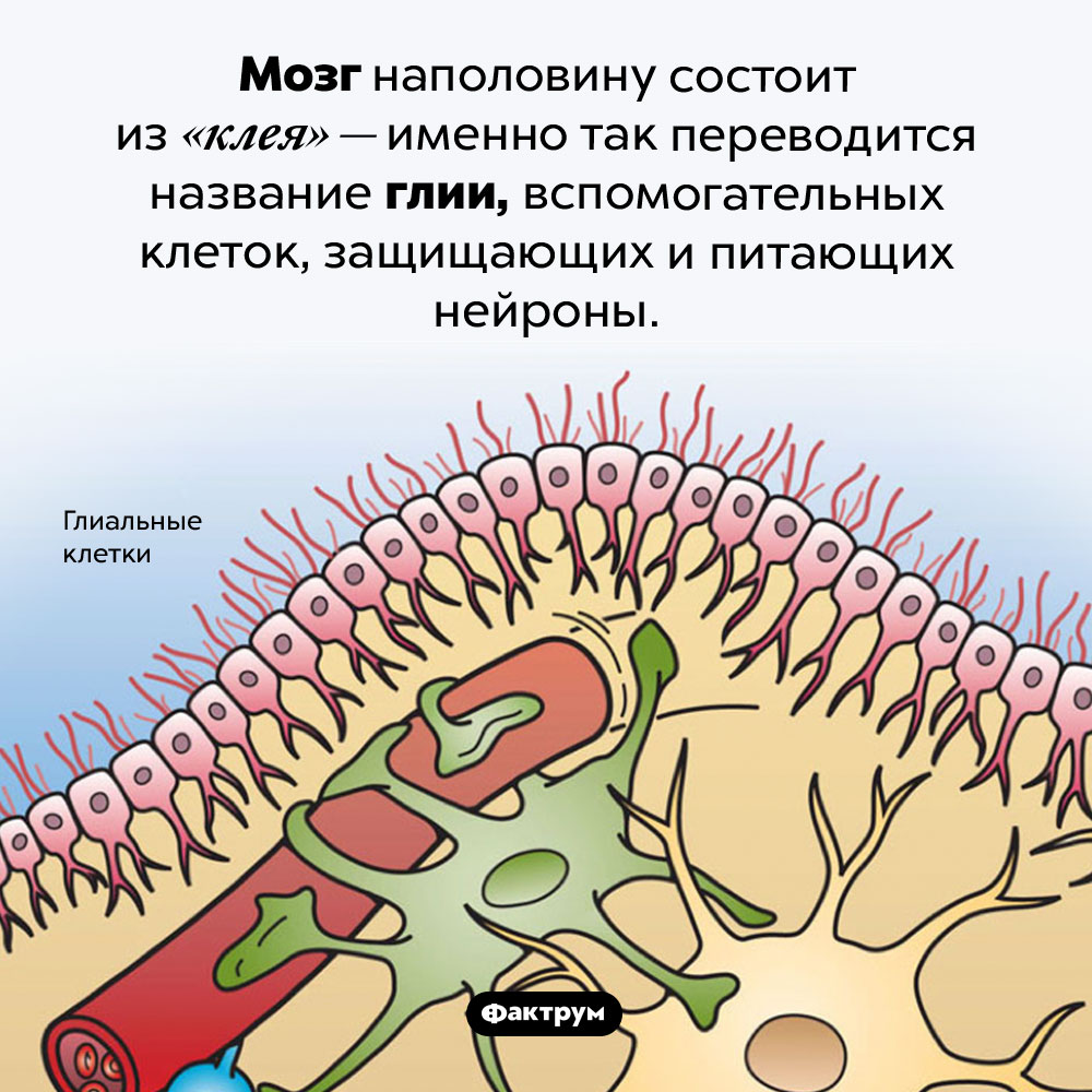 Мозг наполовину состоит из «клея». Мозг наполовину состоит из «клея» — именно так переводится название глии, вспомогательных клеток, защищающих и питающих нейроны.