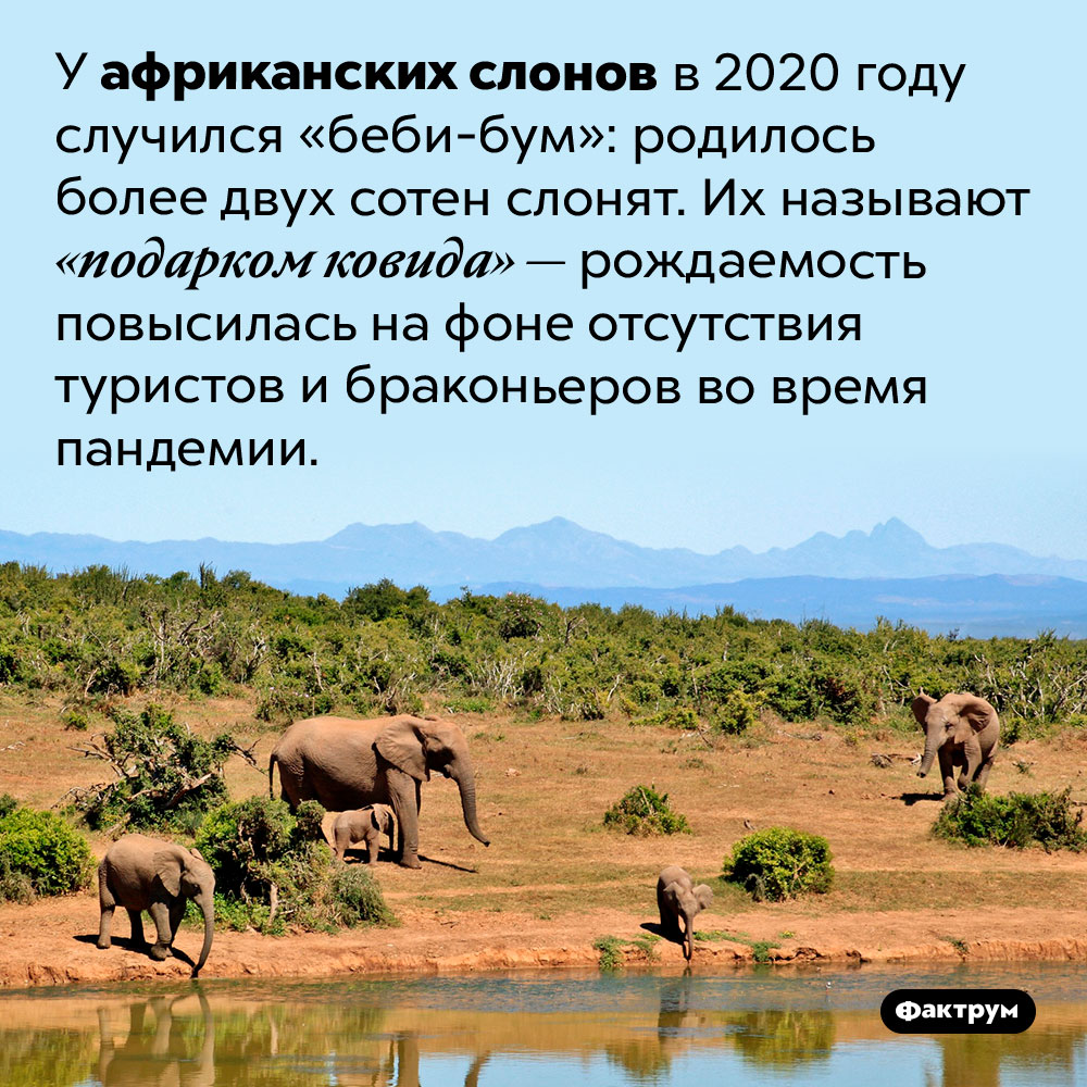 «Подарок ковида». У африканских слонов в 2020 году случился «беби-бум»: родилось более двух сотен слонят. Их называют «подарком ковида» — рождаемость повысилась на фоне отсутствия туристов и браконьеров во время пандемии.