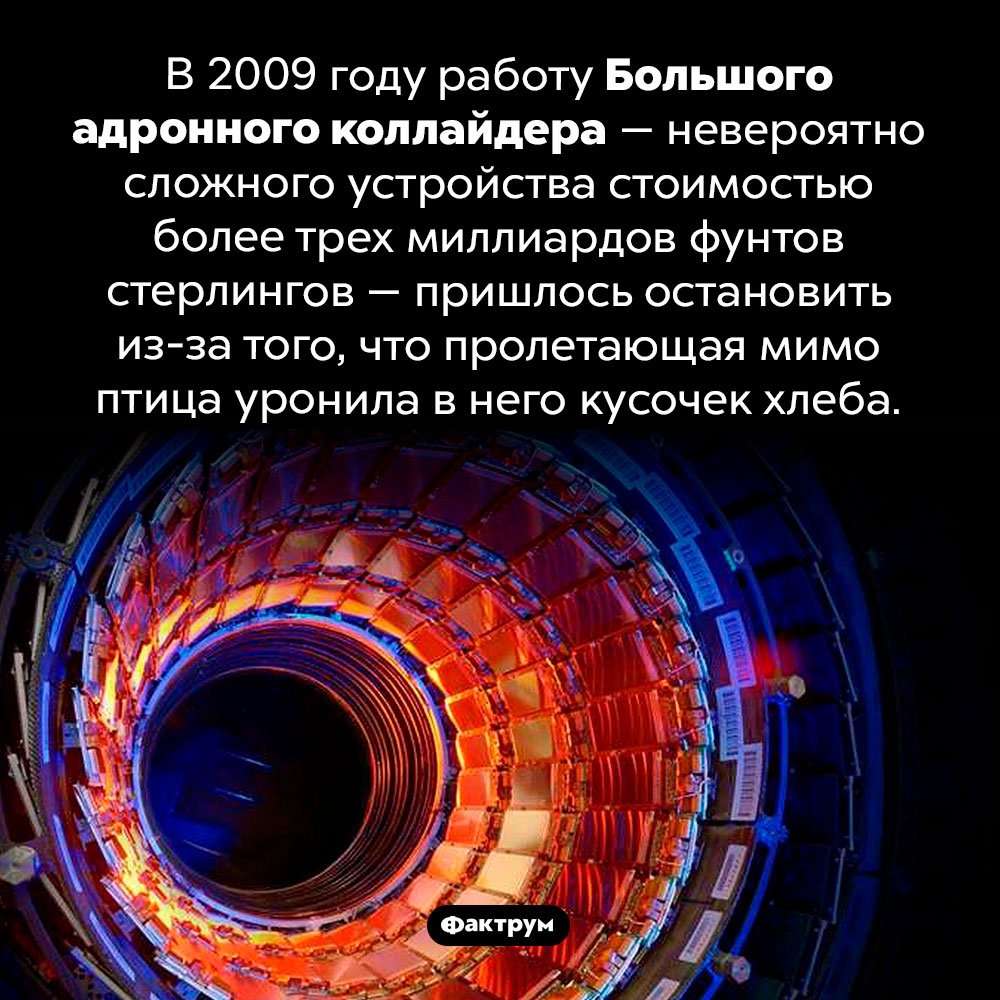 Птица чуть не сломала Большой адронный коллайдер. В 2009 году работу Большого адронного коллайдера — невероятно сложного устройства стоимостью более трех миллиардов фунтов стерлингов — пришлось остановить из-за того, что пролетающая мимо птица уронила в него кусочек хлеба.