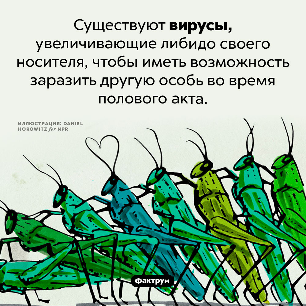 «Вирусные афродизиаки». Существуют вирусы, увеличивающие либидо своего носителя, чтобы иметь возможность заразить другую особь во время полового акта.