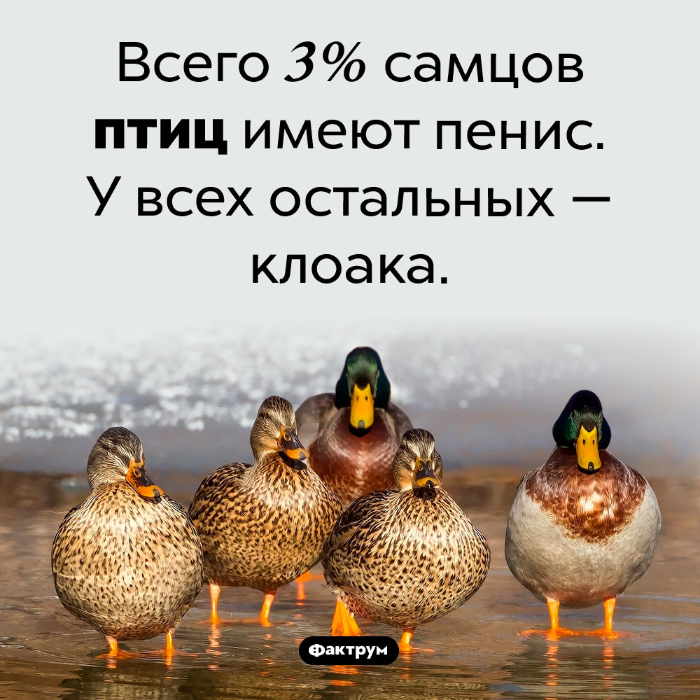 97% самцов птиц не имеют пениса. Всего 3% самцов птиц имеют пенис. У всех остальных — клоака.