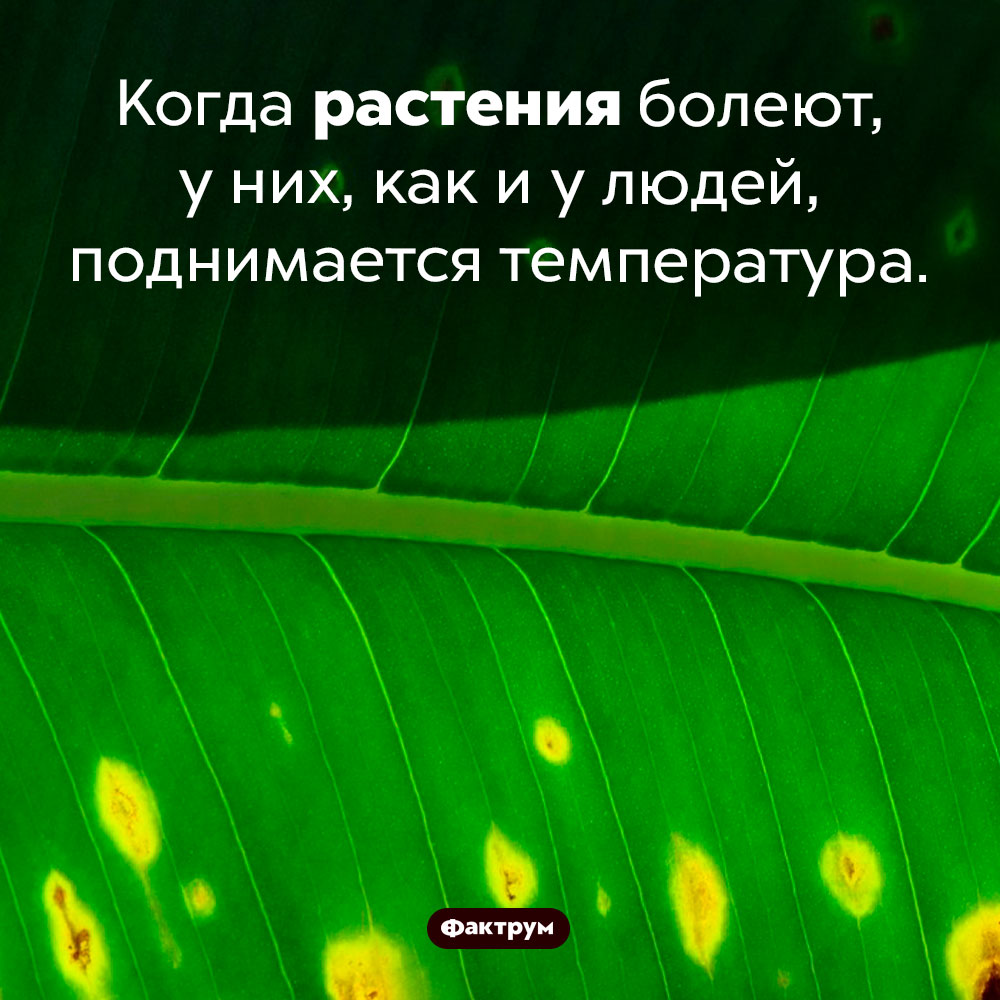 Жар у кустов. Когда растения болеют, у них, как и у людей, поднимается температура.